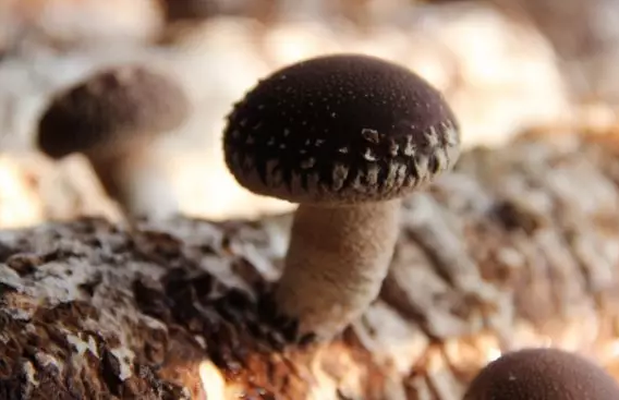 http://www.czmxfood.com.cn/ewebeditor/uploadfile/20170914091337603001.png