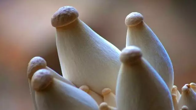 http://www.czmxfood.com.cn/ewebeditor/uploadfile/20170914091357269001.png