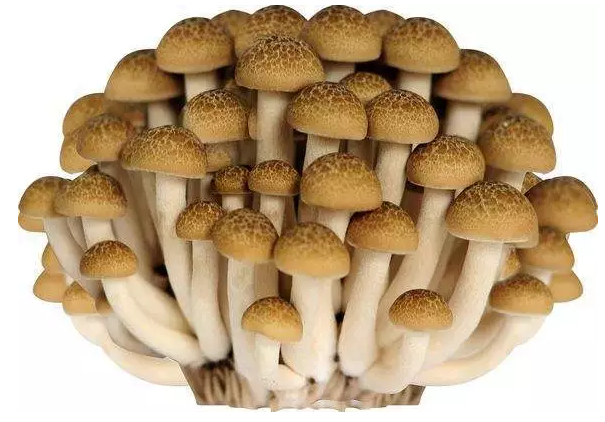 http://www.czmxfood.com.cn/ewebeditor/uploadfile/20170914091421667001.png