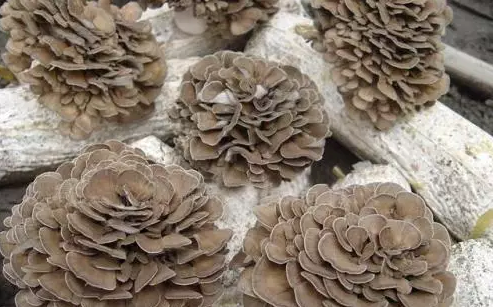 http://www.czmxfood.com.cn/ewebeditor/uploadfile/20170914091445139001.png