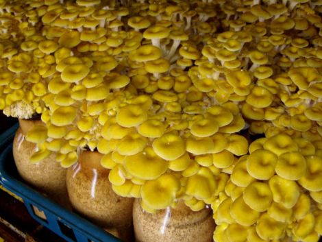 http://www.czmxfood.com.cn/ewebeditor/uploadfile/20171009104138453001.png