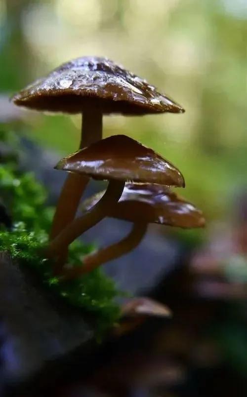國(guó)家蘑菇地理：中國(guó)哪里的蘑菇最好吃？