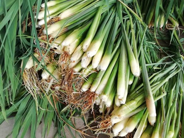 國(guó)家蘑菇地理：中國(guó)哪里的蘑菇最好吃？