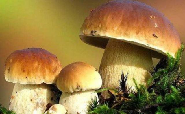 國(guó)家蘑菇地理：中國(guó)哪里的蘑菇最好吃？