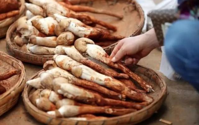 國(guó)家蘑菇地理：中國(guó)哪里的蘑菇最好吃？