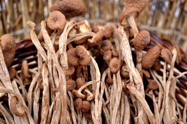 國(guó)家蘑菇地理：中國(guó)哪里的蘑菇最好吃？